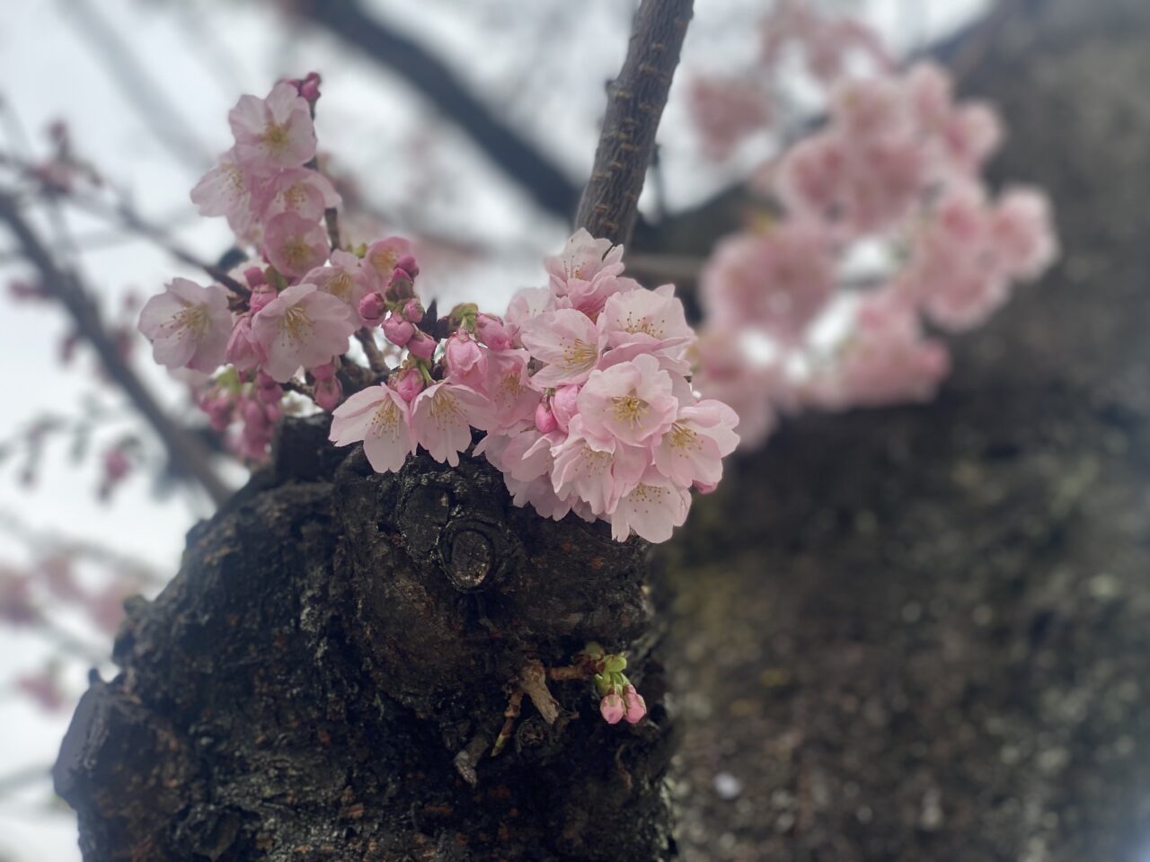 オオカンザクラ の並木道