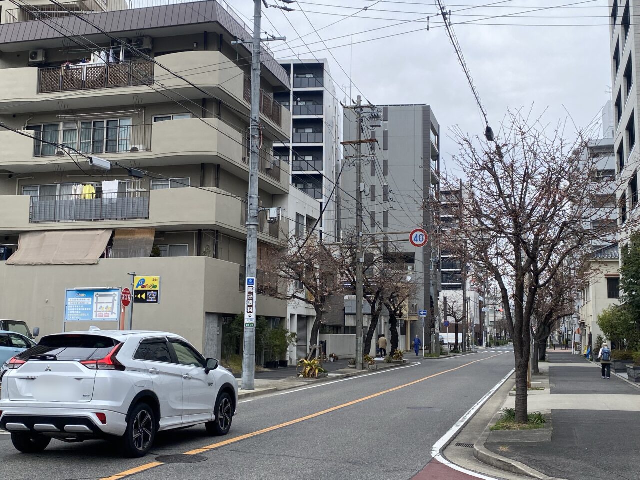 オオカンザクラ の並木道